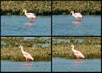(08) montage (rosette spoonbill).jpg    (1000x720)    379 KB                              click to see enlarged picture